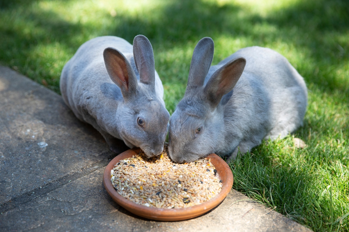 ארנבים אוכלים