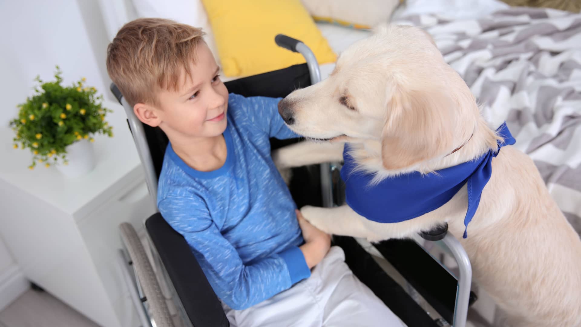כלב שירות עם ילד בכיסא גלגלים