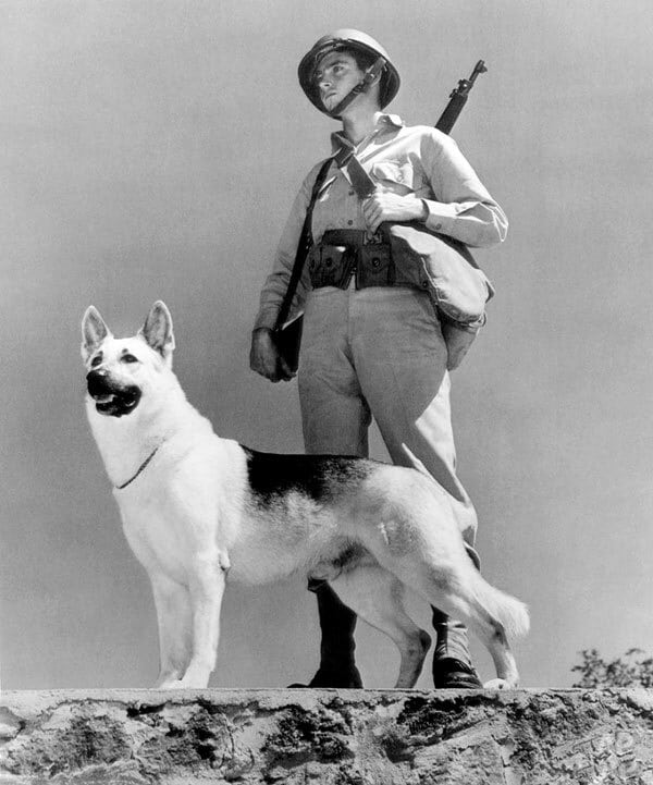 german soldier with dog old