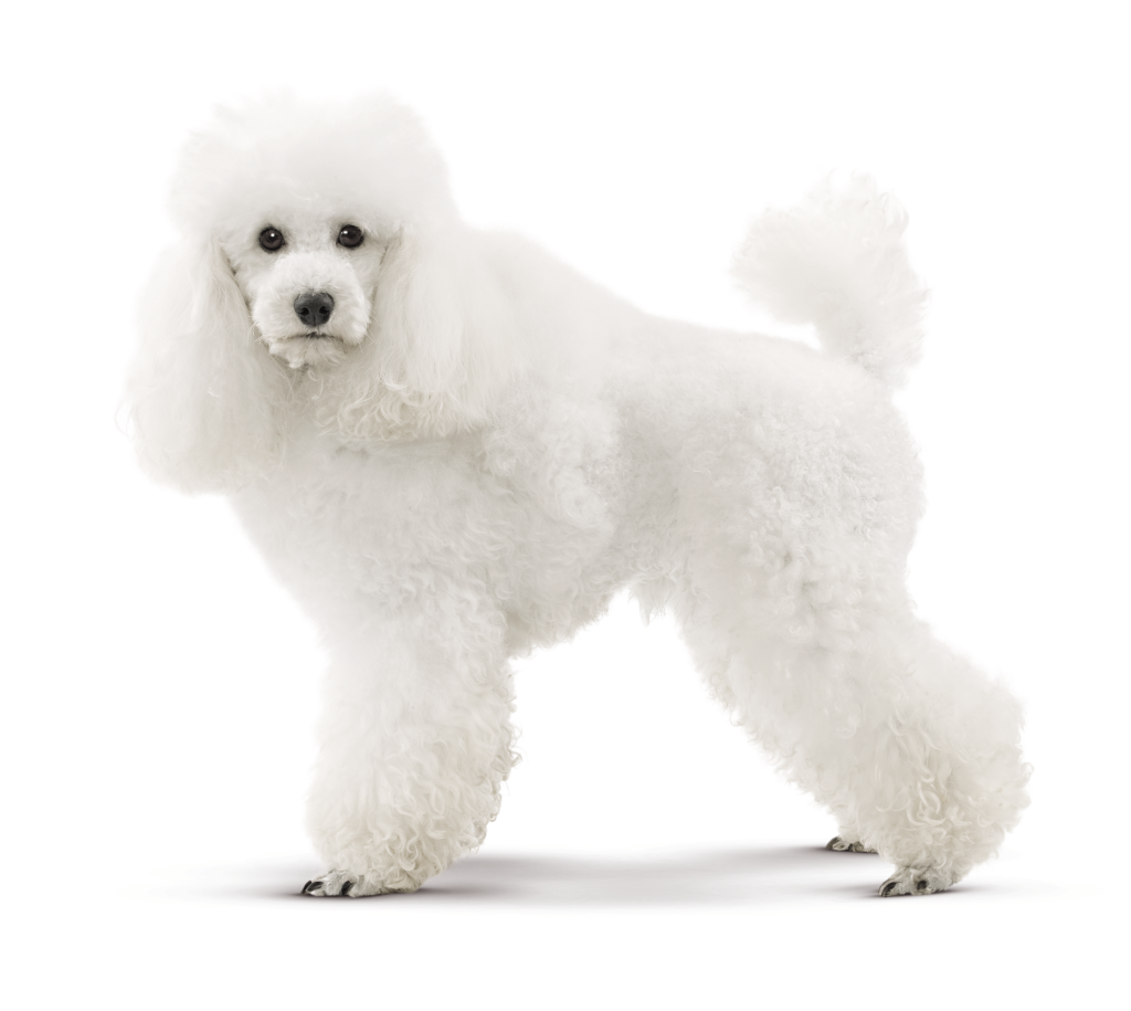 כלב פודל לבן 