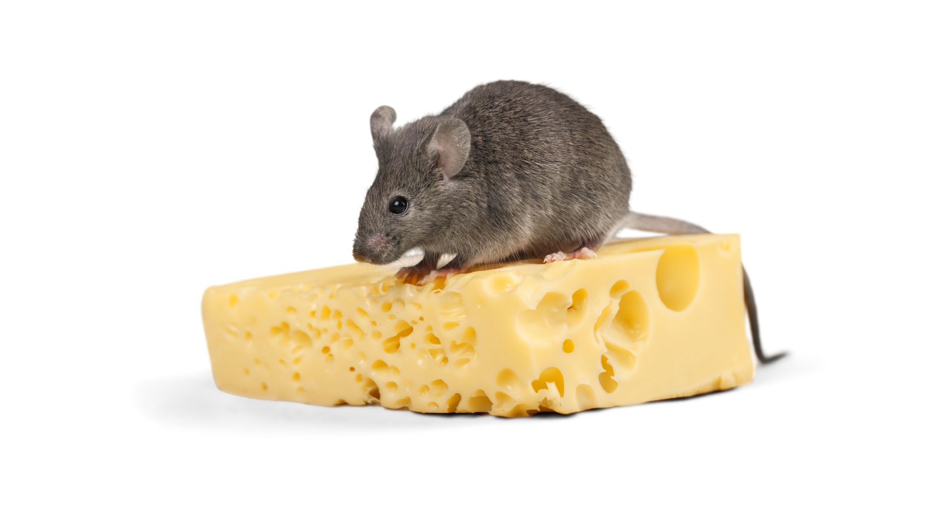 עכבר אוכל גבינה 