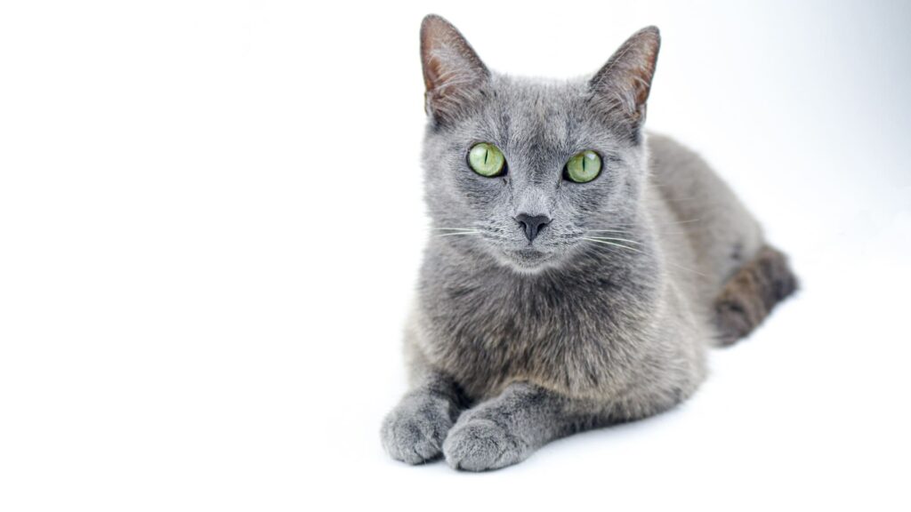 חתול רוסי כחול