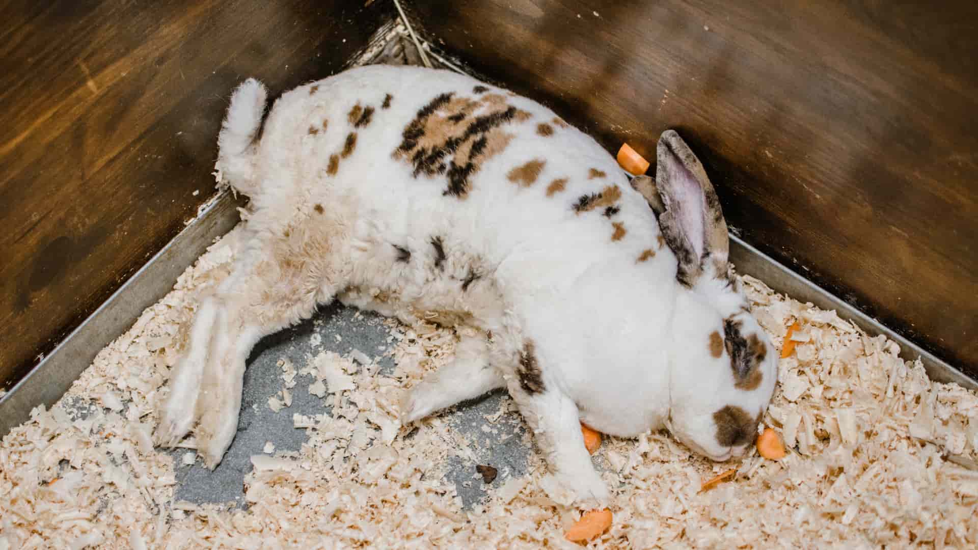 מחלות נפוצות אצל ארנבים