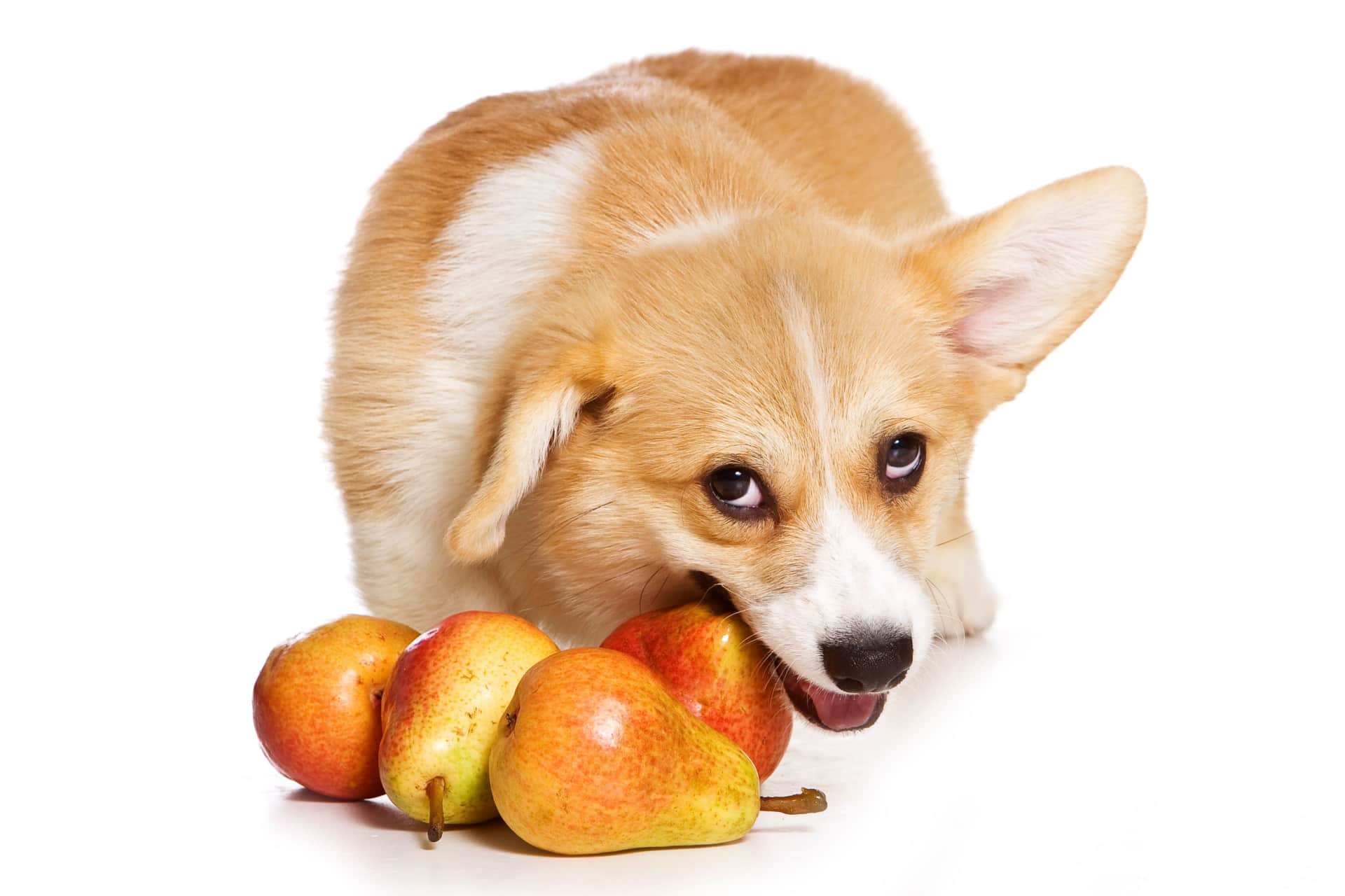 כלב אוכל אגס